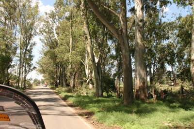 001 Storm broken Eucalypts on road to Jesus Maria ARG.jpg